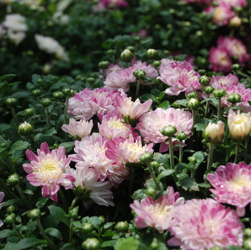 Autumn Mums