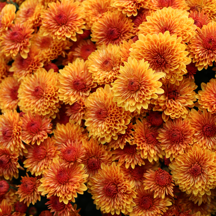 Autumn Mums