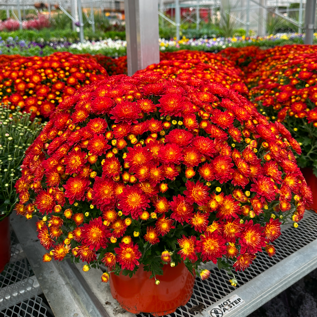 Autumn Mums