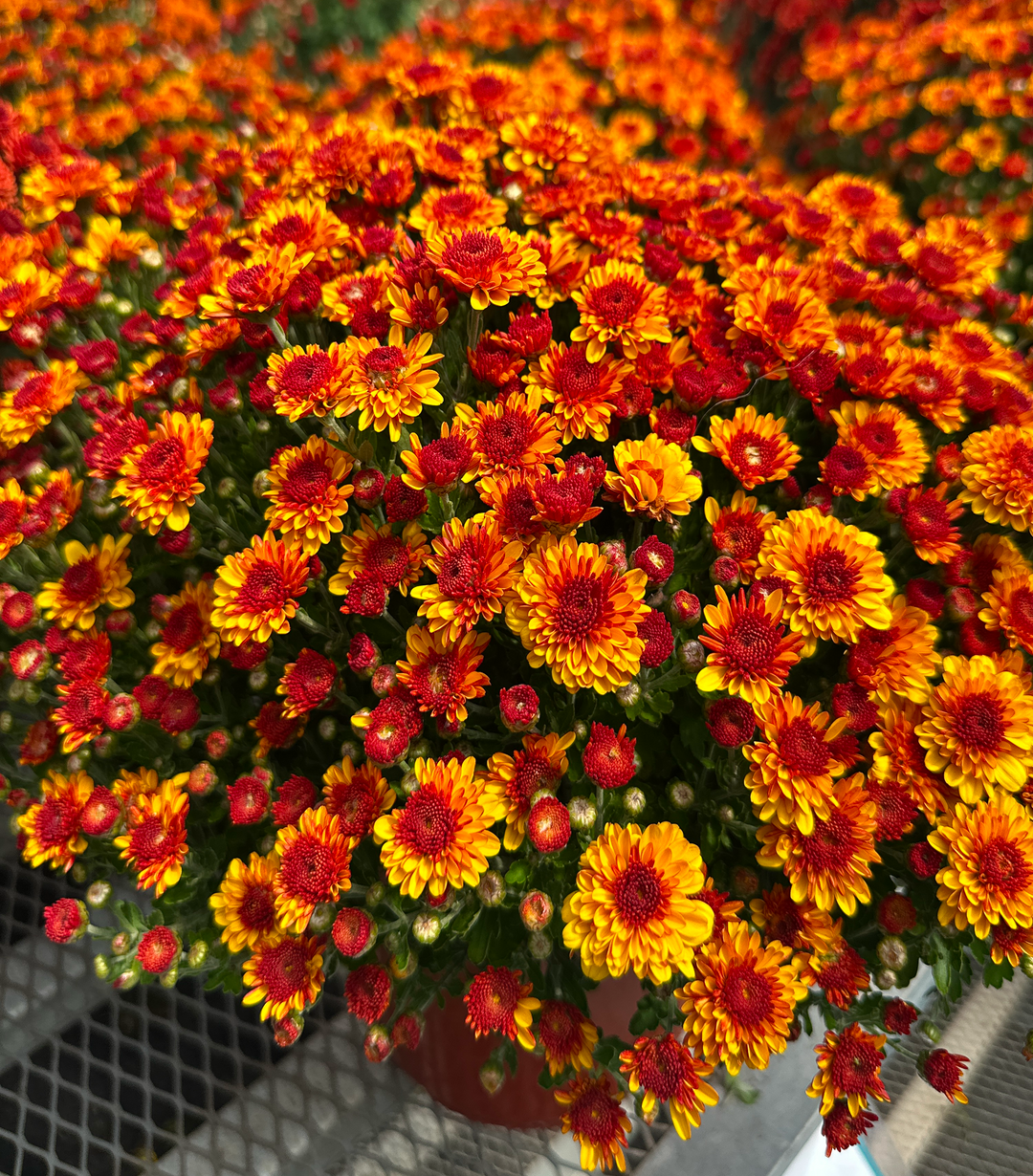 Autumn Mums