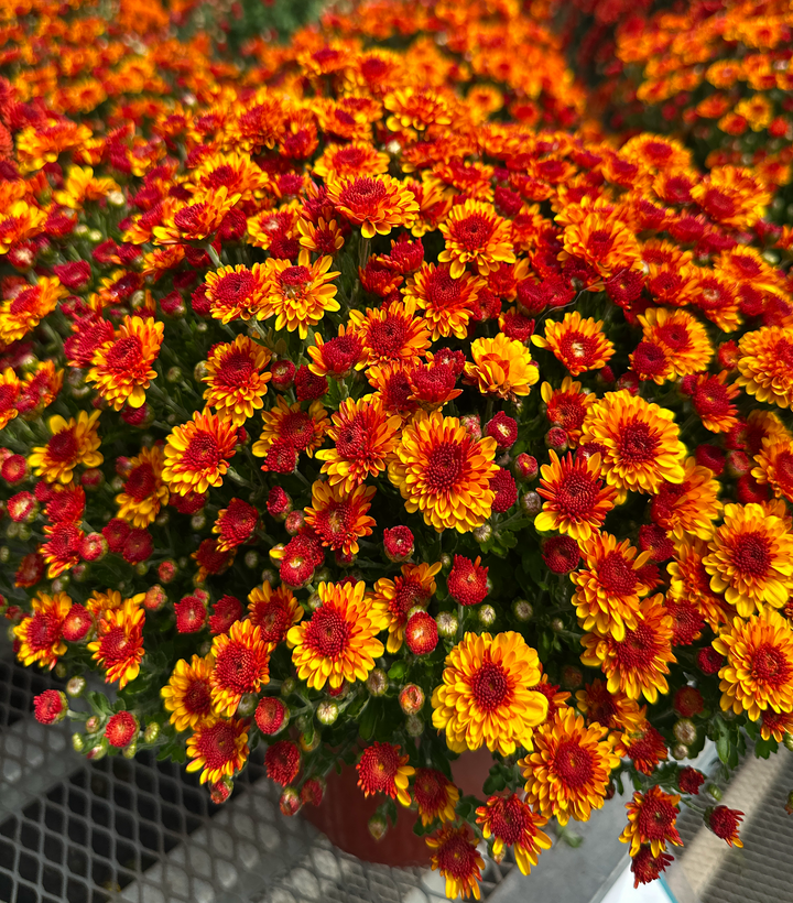 Autumn Mums