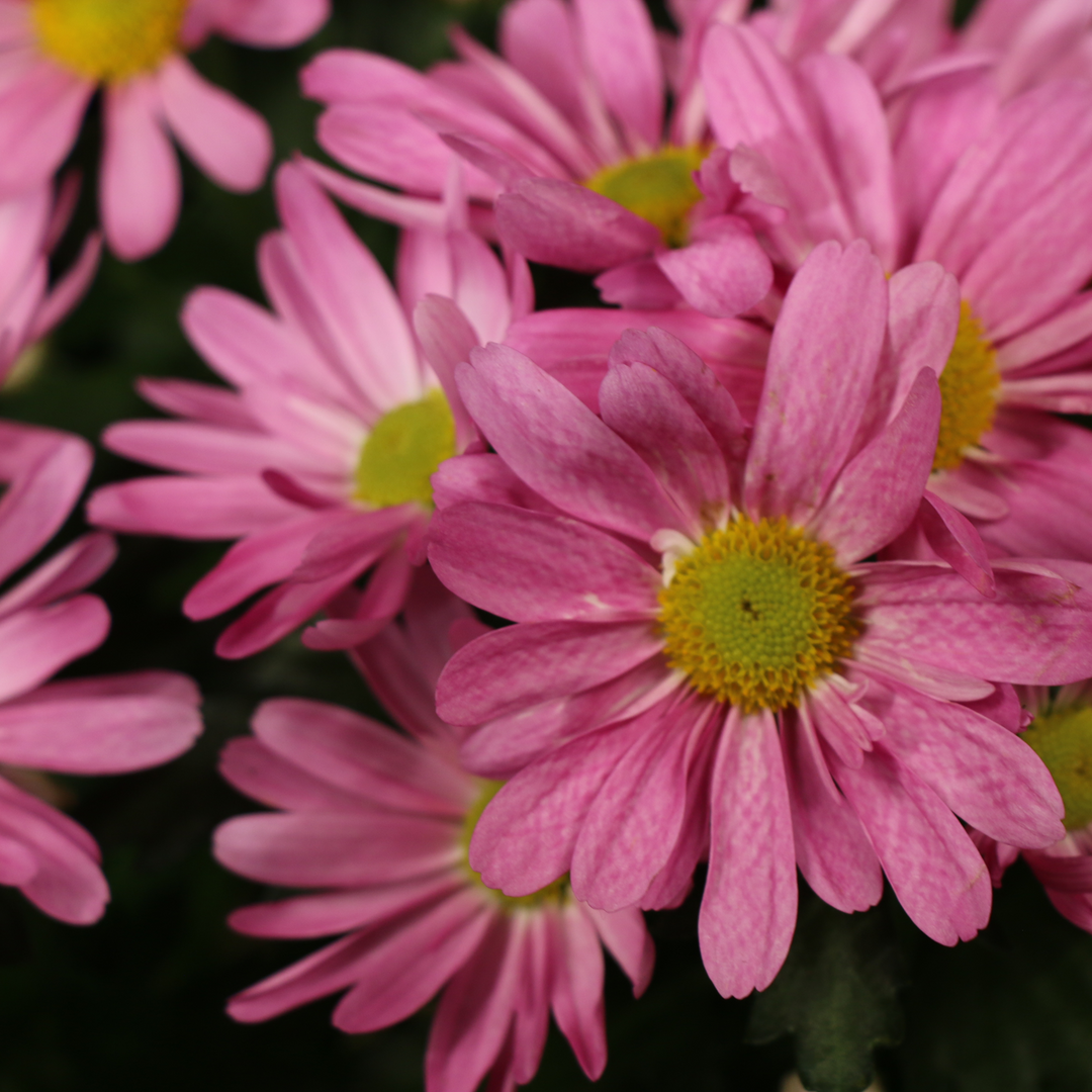 Autumn Mums