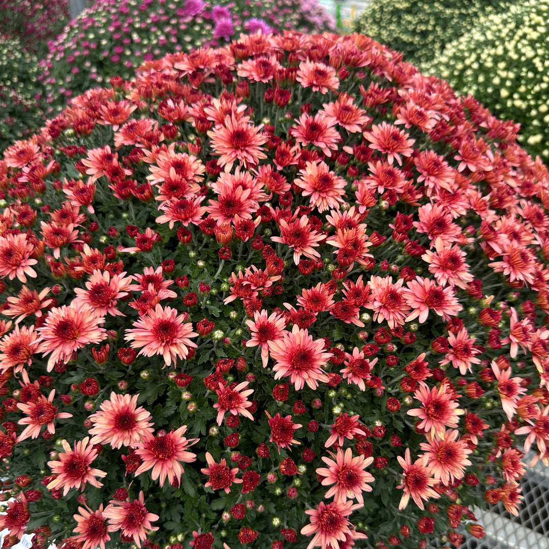 Autumn Mums