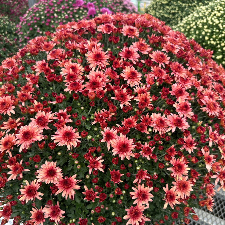 Autumn Mums
