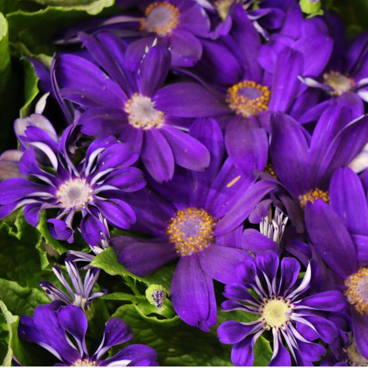 Autumn Mums