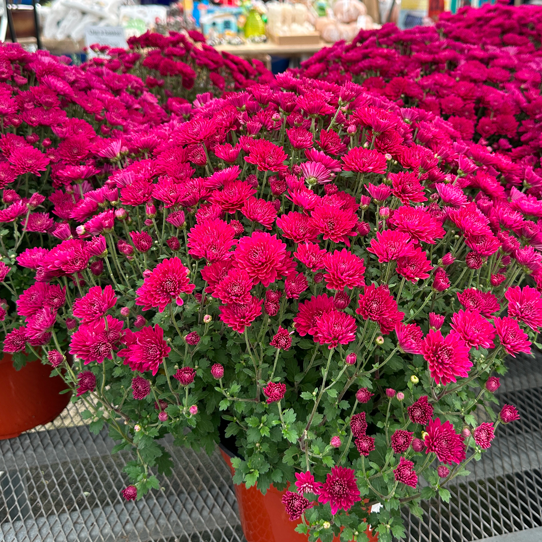 Autumn Mums