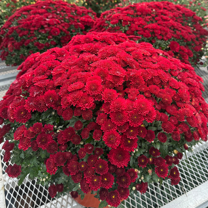 Autumn Mums