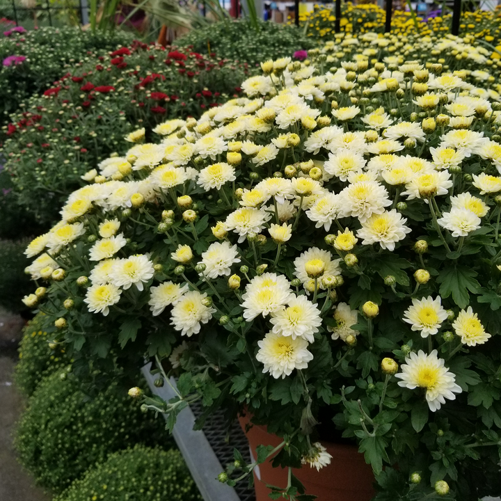 Autumn Mums