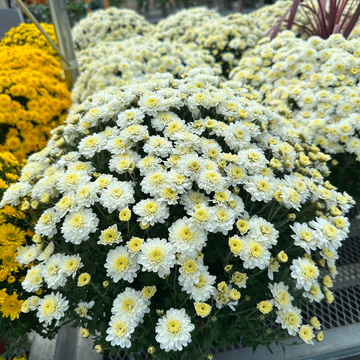 Autumn Mums