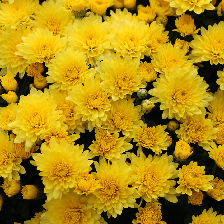 Autumn Mums