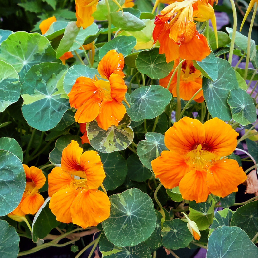 Nasturtium