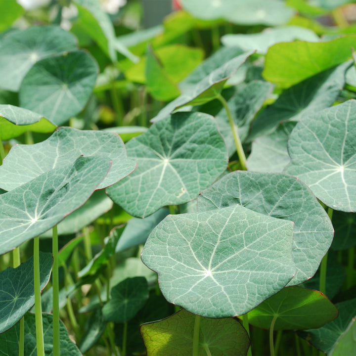Nasturtium