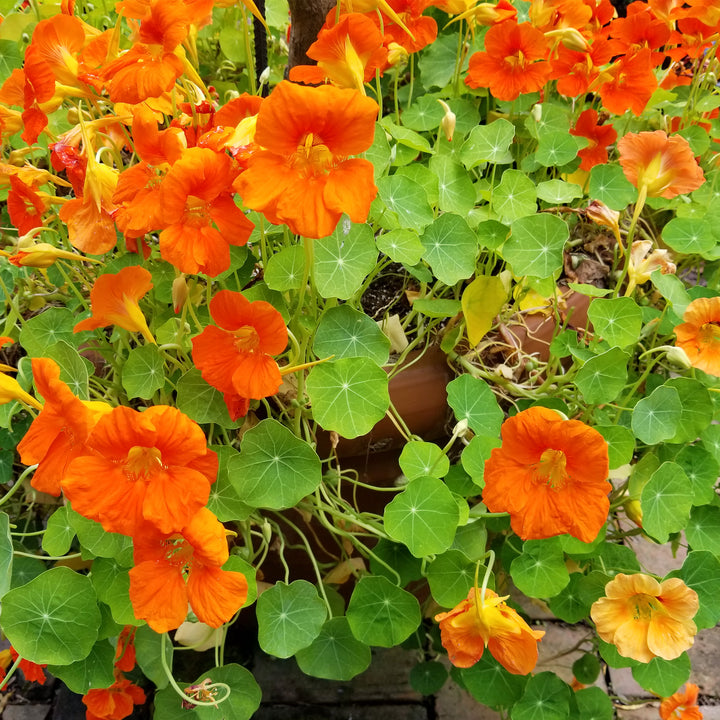 Nasturtium