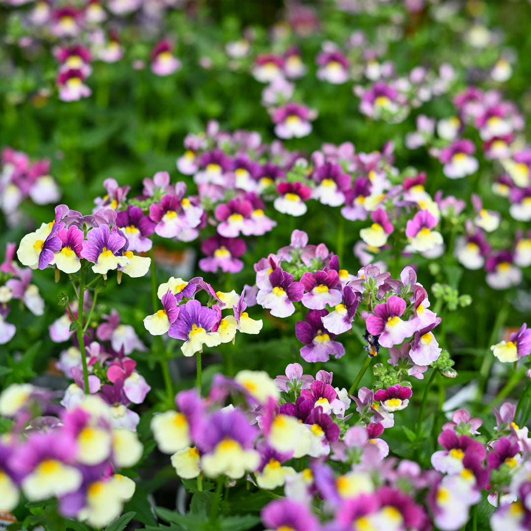 Nemesia