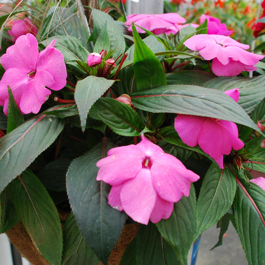 New Guinea Impatiens