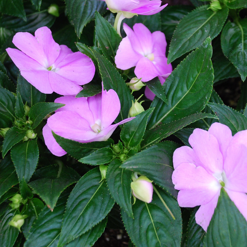 New Guinea Impatiens