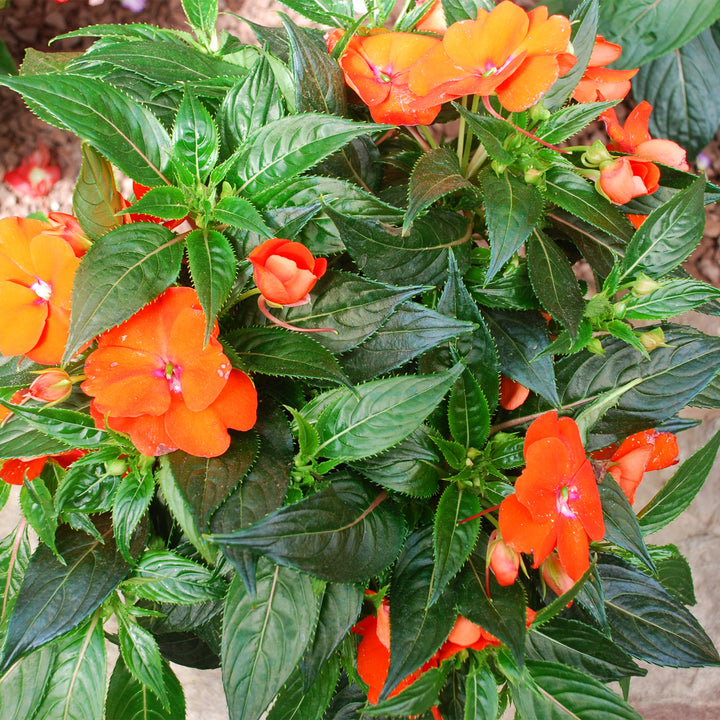 New Guinea Impatiens