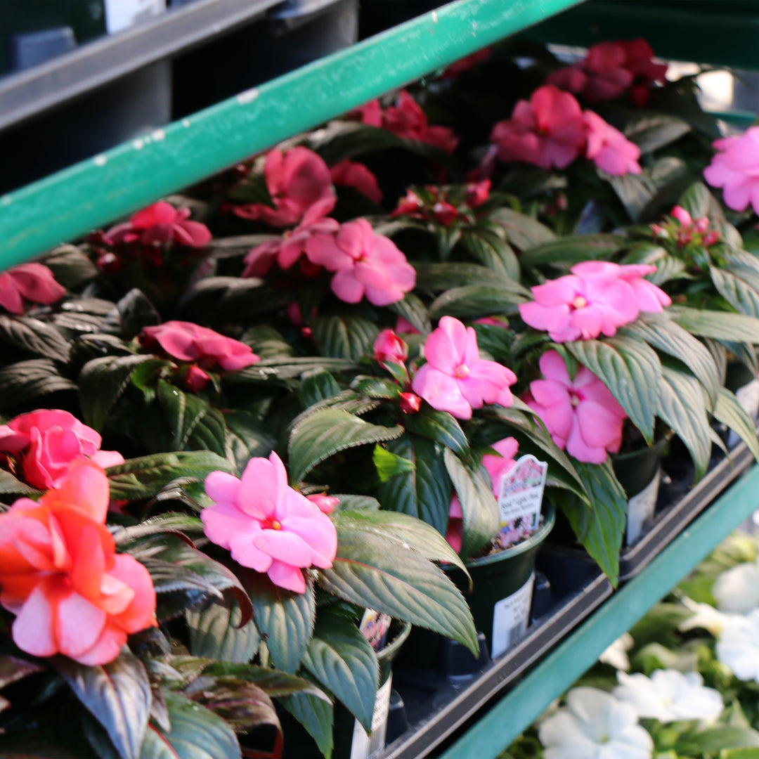 New Guinea Impatiens