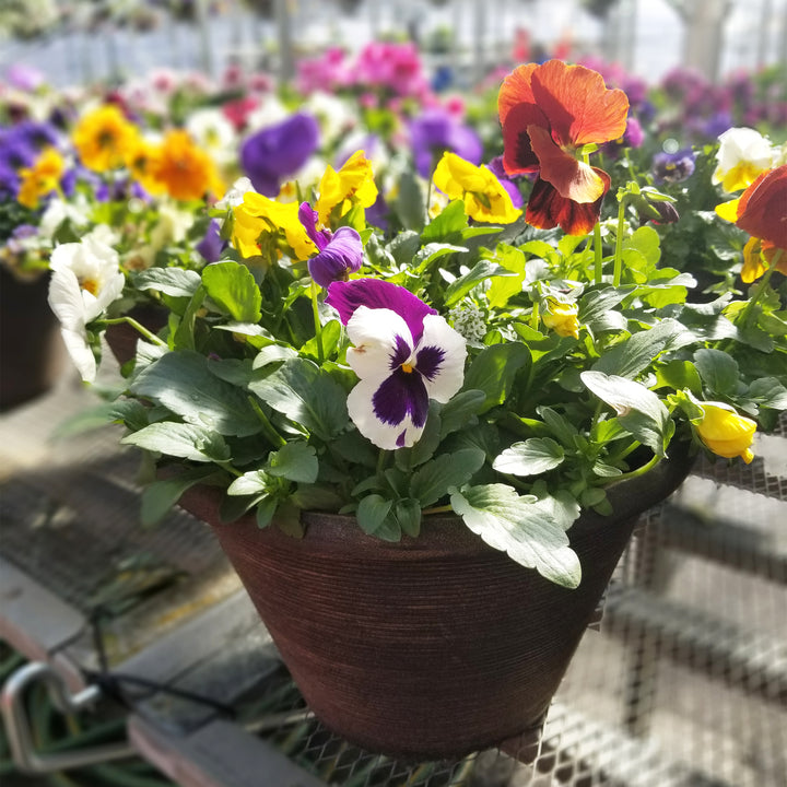 Pansy and Viola