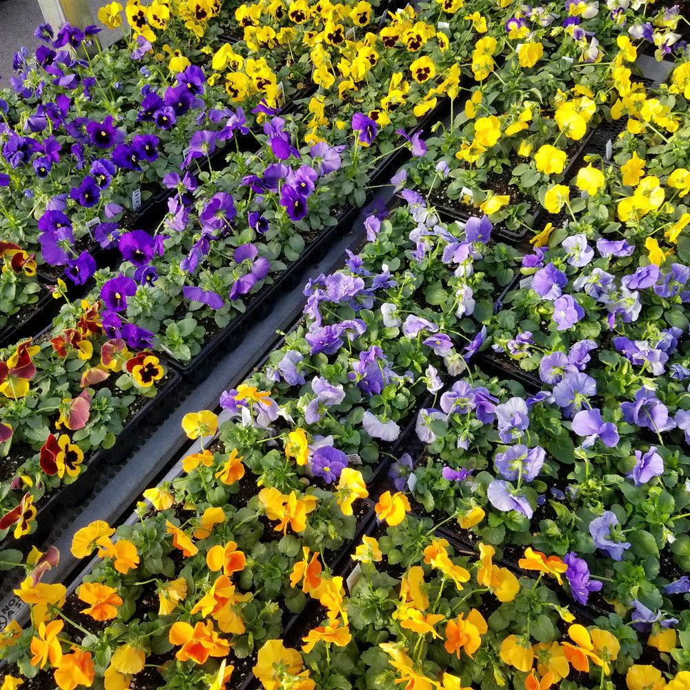 Pansy and Viola