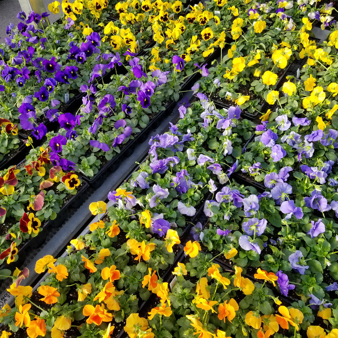 Pansy and Viola