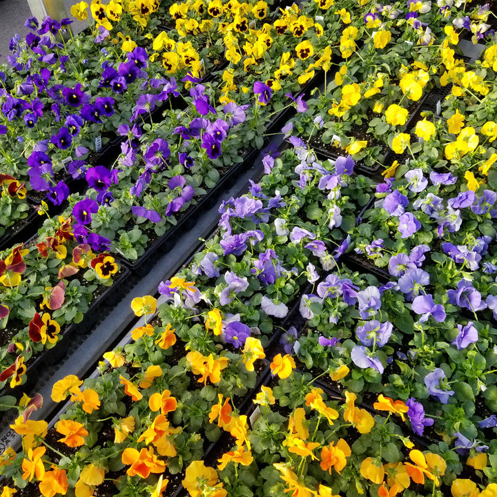 Pansy and Viola