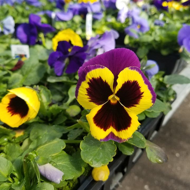 Pansy and Viola