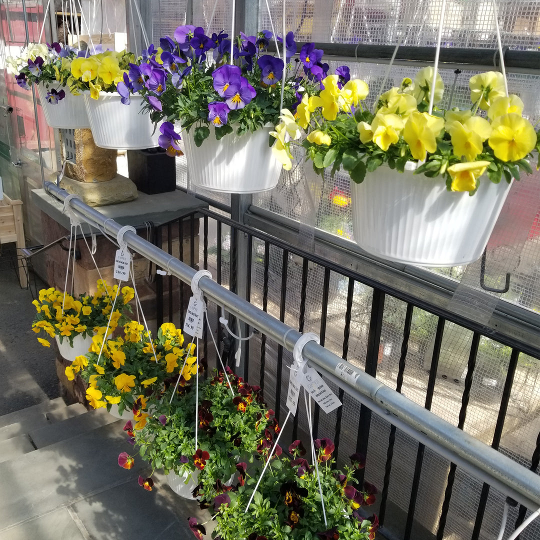Pansy and Viola