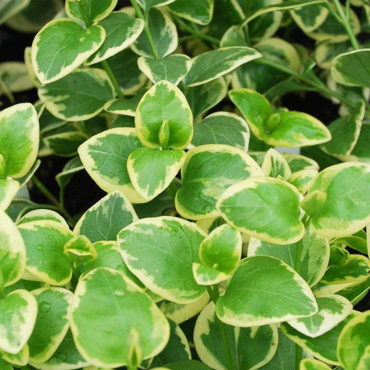 Greater Periwinkle Vine