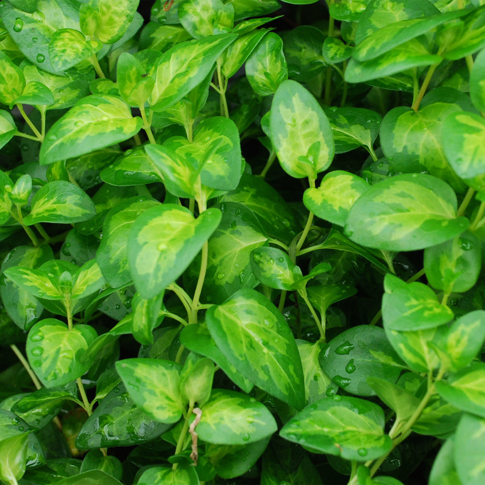 Greater Periwinkle Vine