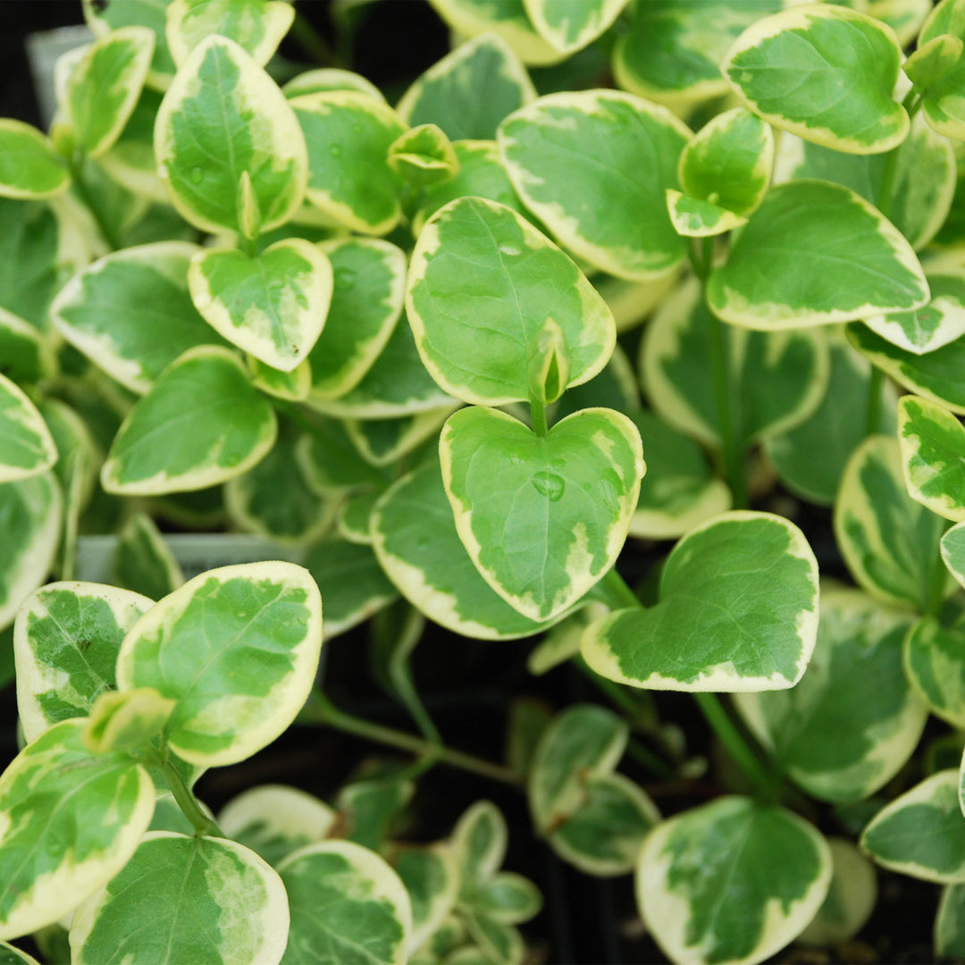 Greater Periwinkle Vine