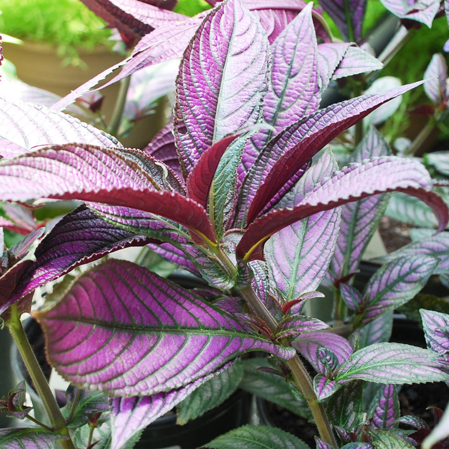 Persian Shield