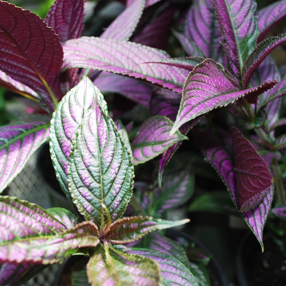 Persian Shield