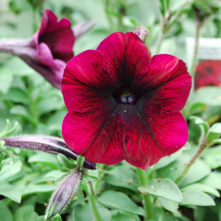 Petunia
