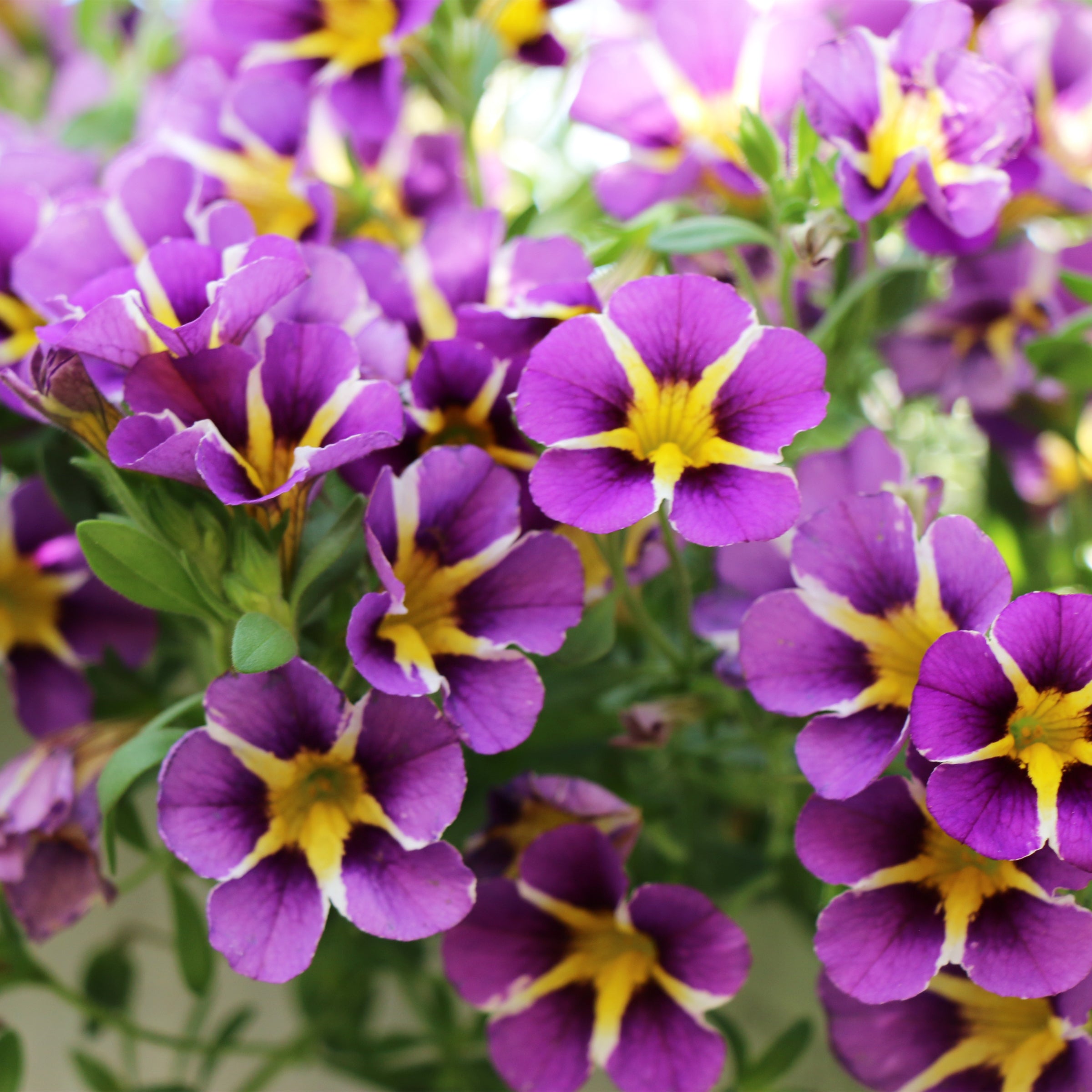 Petchoa – Gasper Home & Garden