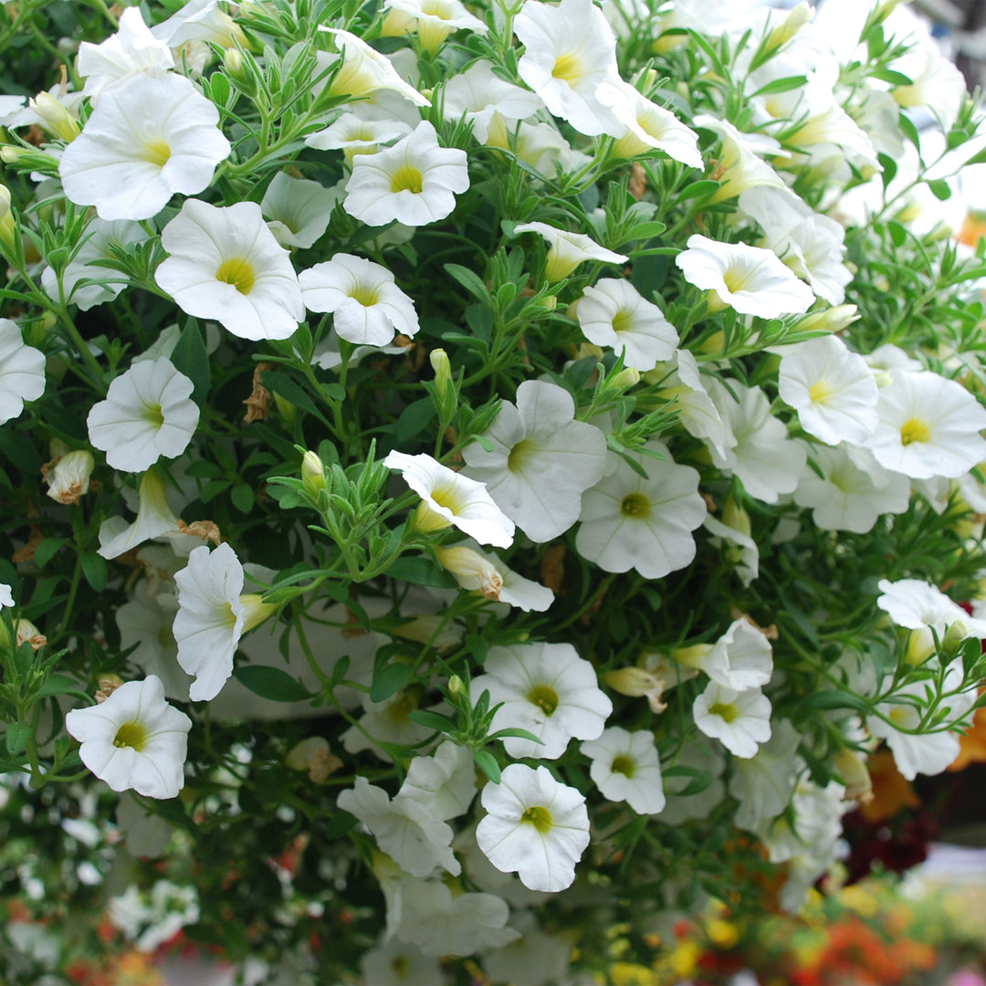 Petchoa
