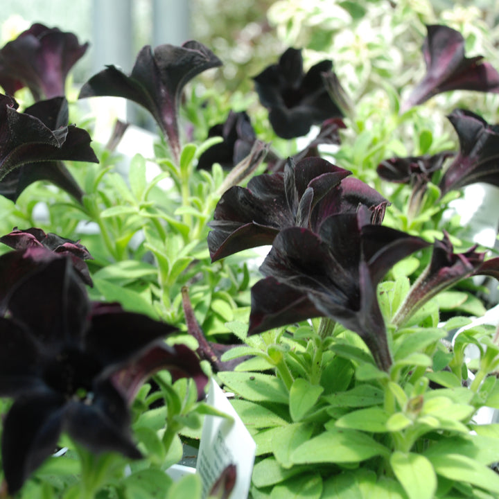 Petunia