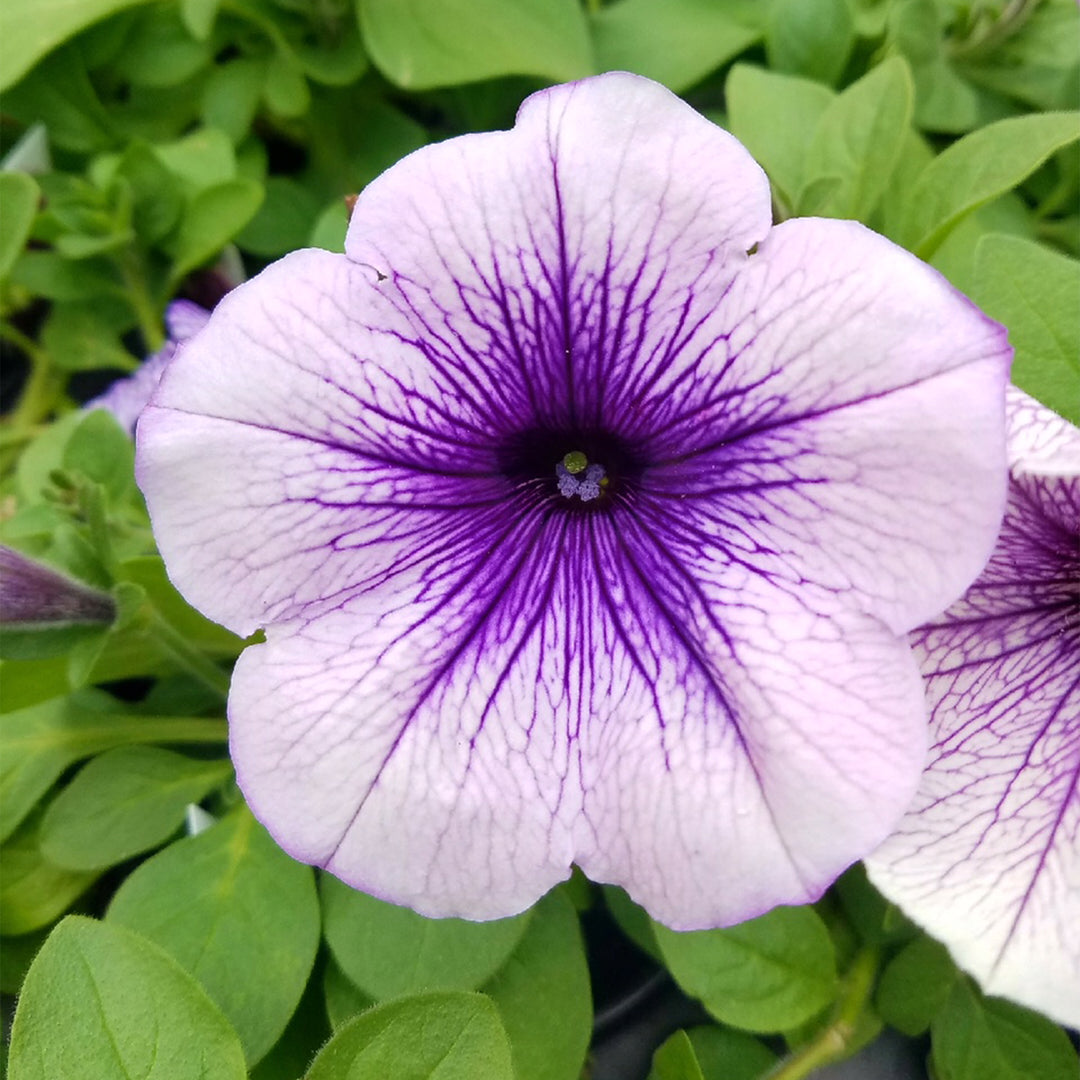Petunia