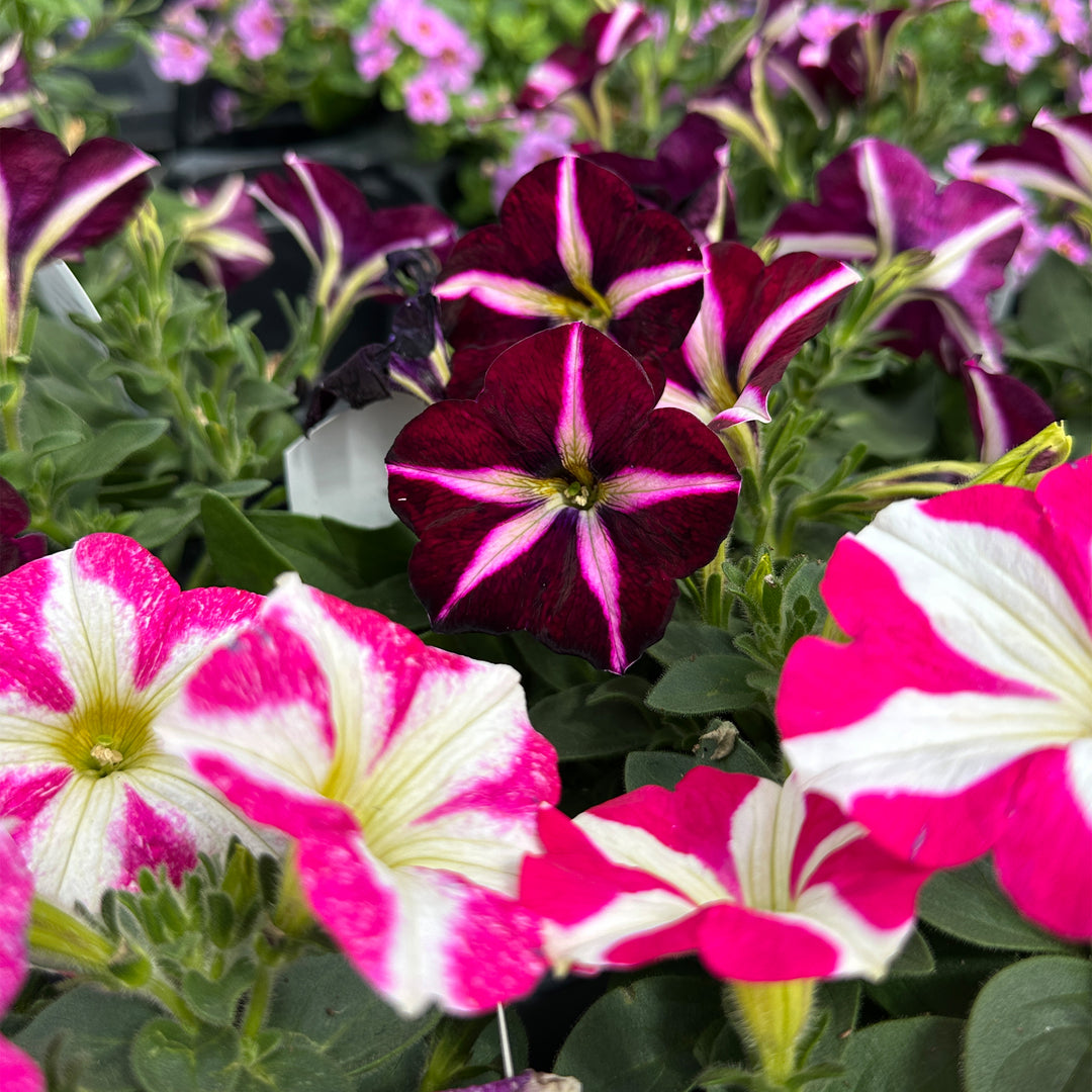 Petunia