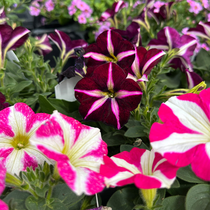 Petunia