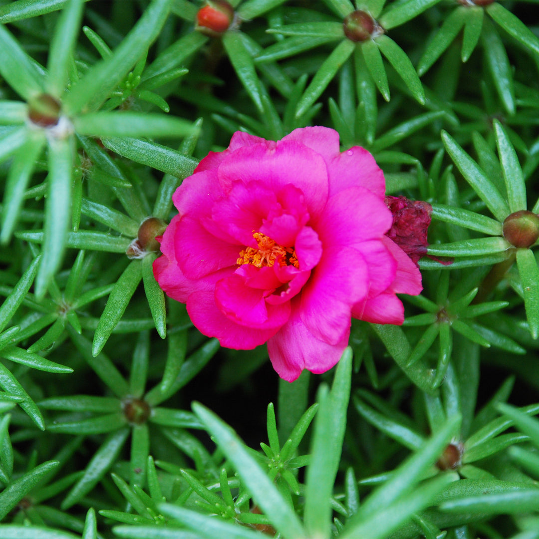 Moss Rose