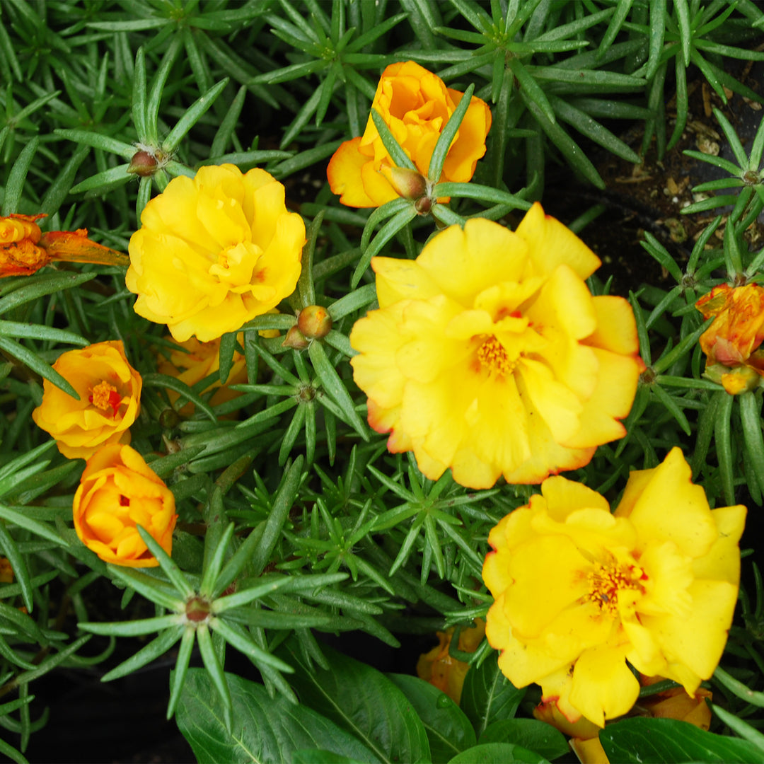 Portulaca