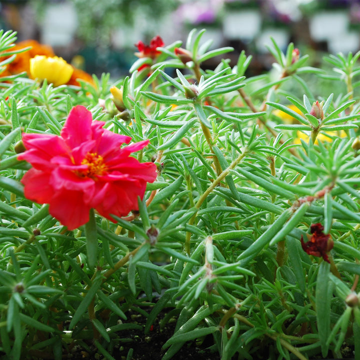 Portulaca