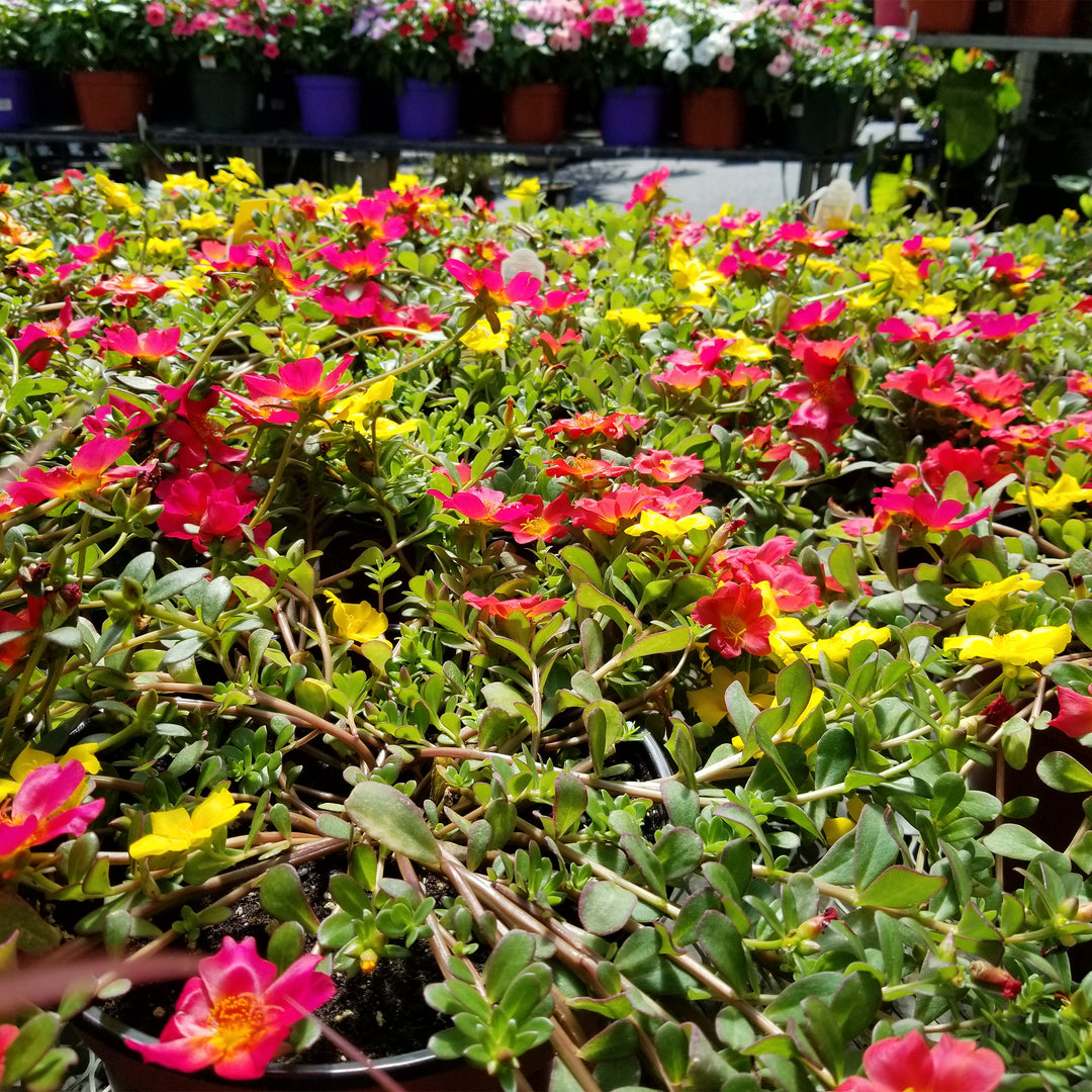 Portulaca