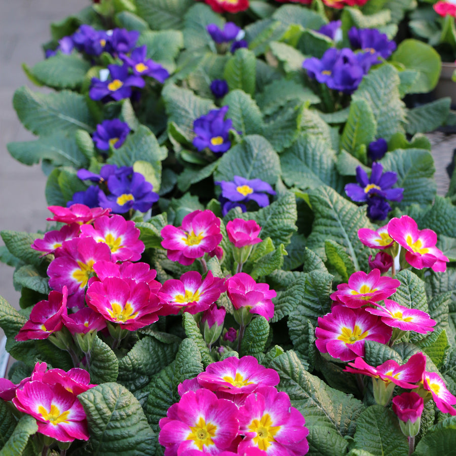 Primrose