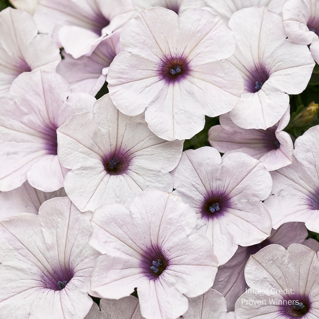 Proven Winners® Supertunia®