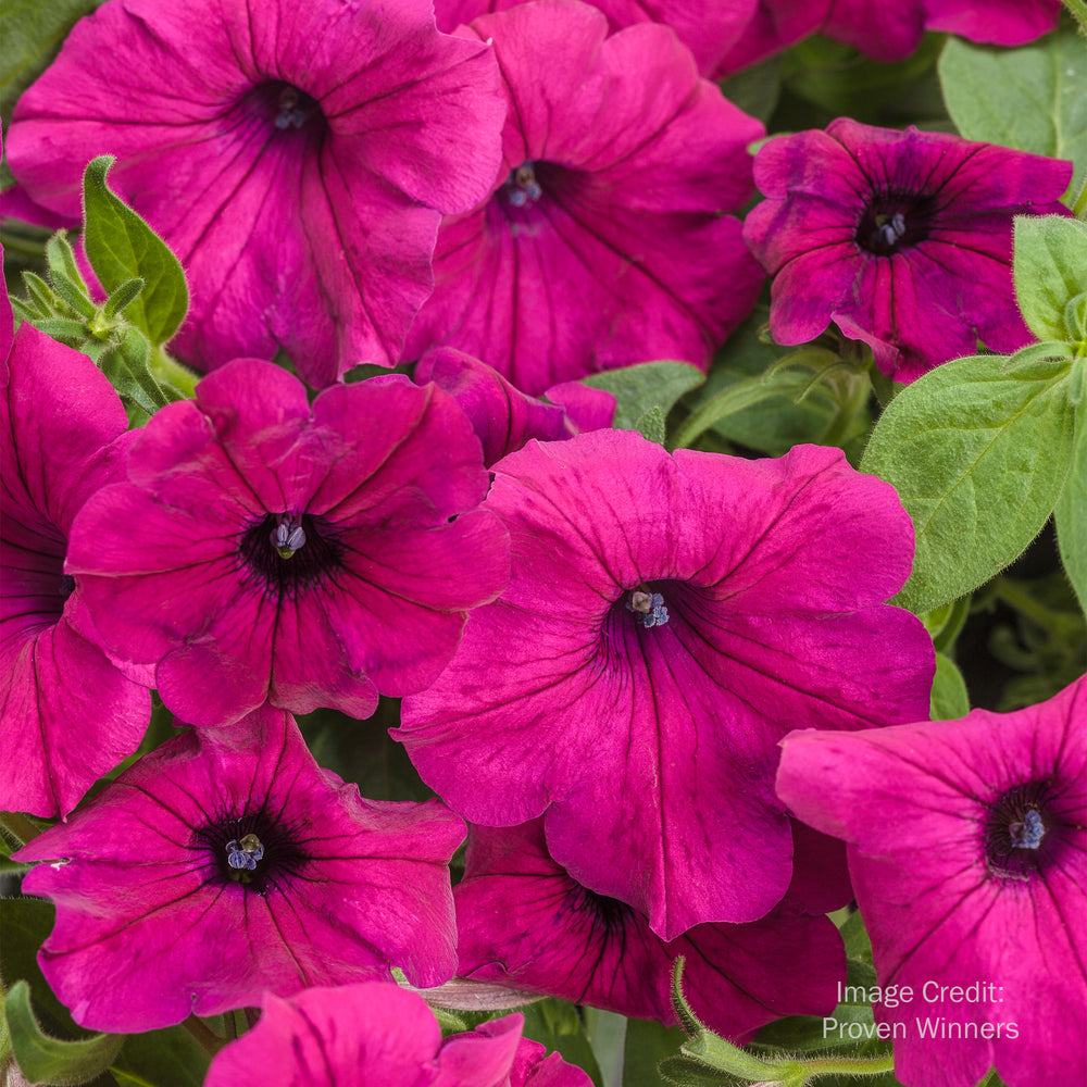 Proven Winners® Supertunia®