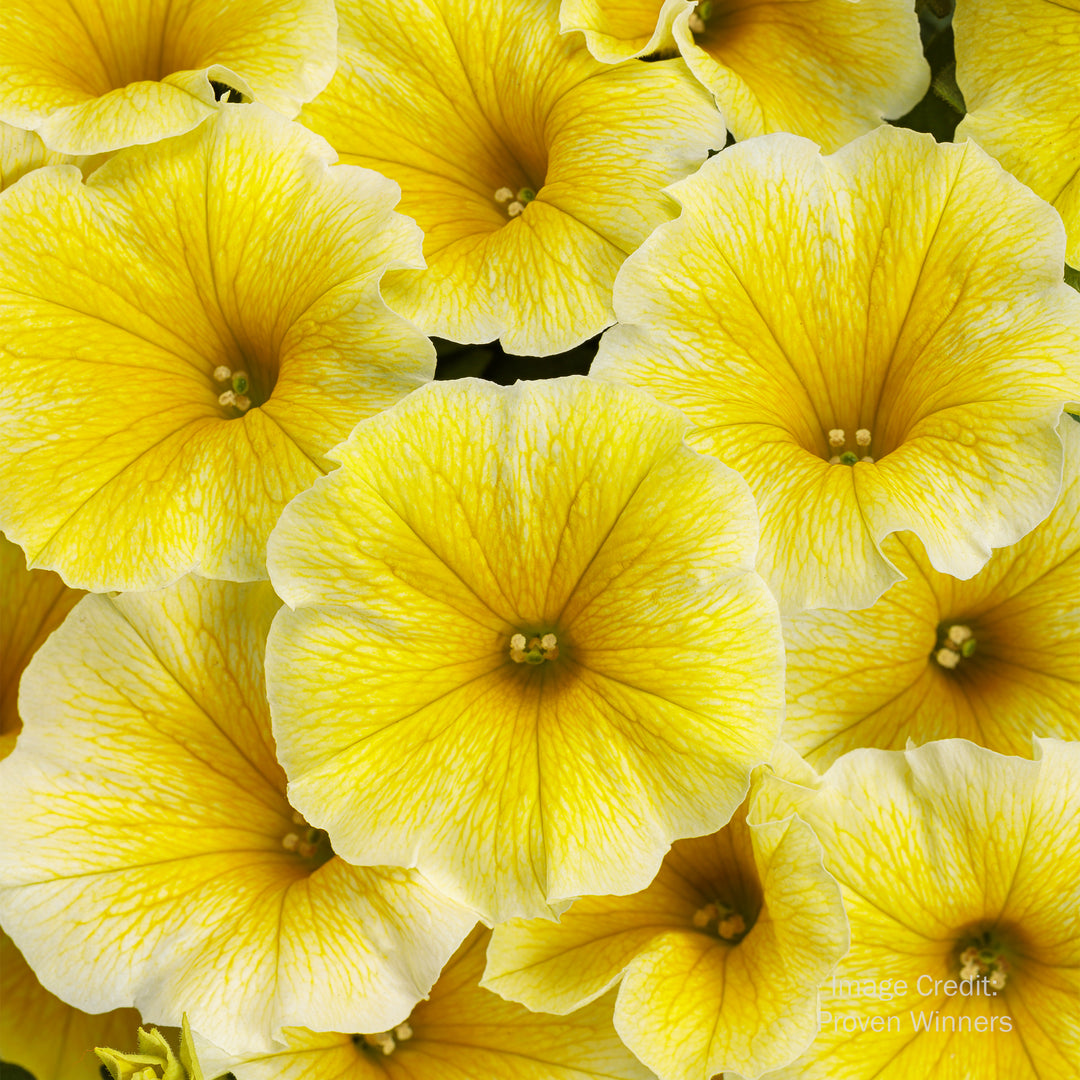 Proven Winners® Supertunia®