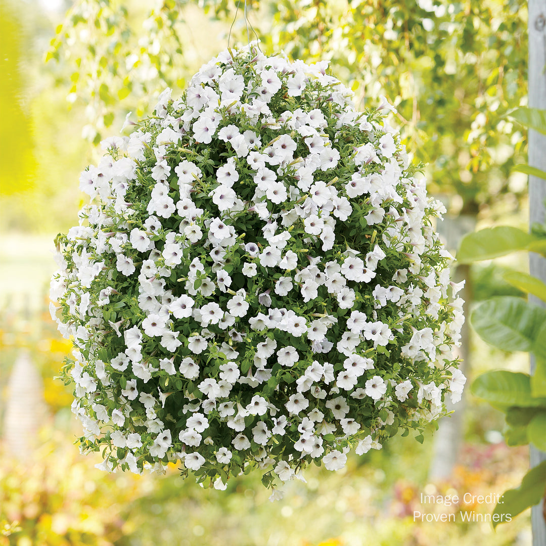 Proven Winners® Supertunia®