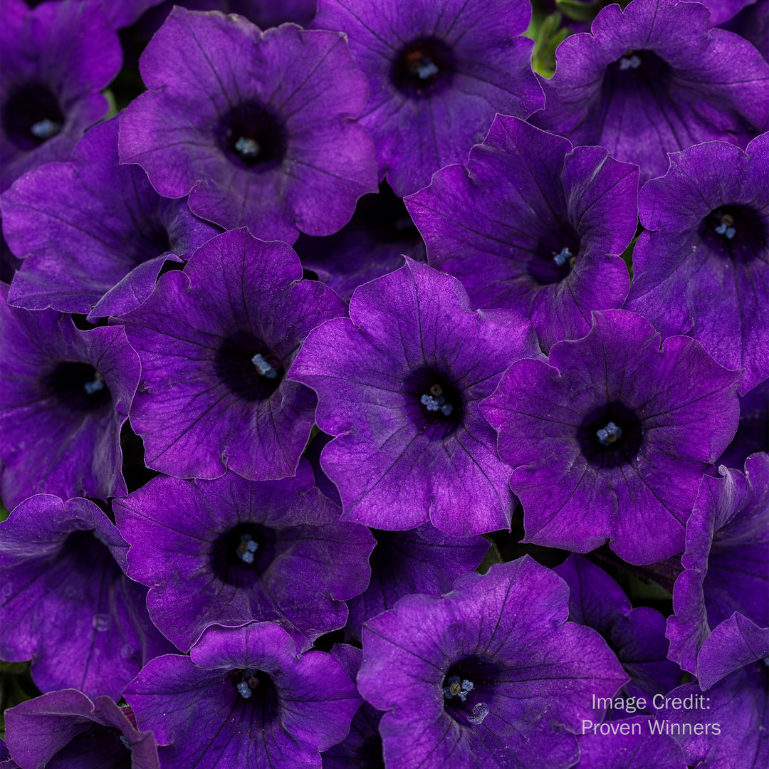 Proven Winners® Supertunia®